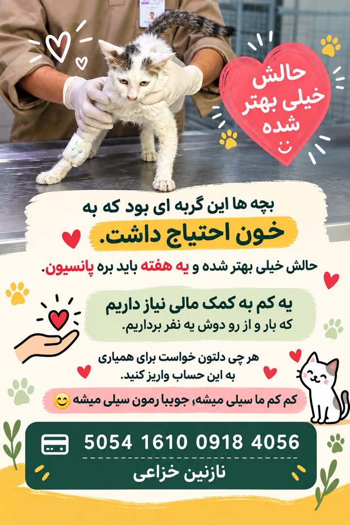 nagholaaaa's tweet photo. گربه ای که به خون احتیاج داشت حالش بهتره وبرای ادامه درمانش نیاز به کمک داره https://t.co/Q04fBjmFIA