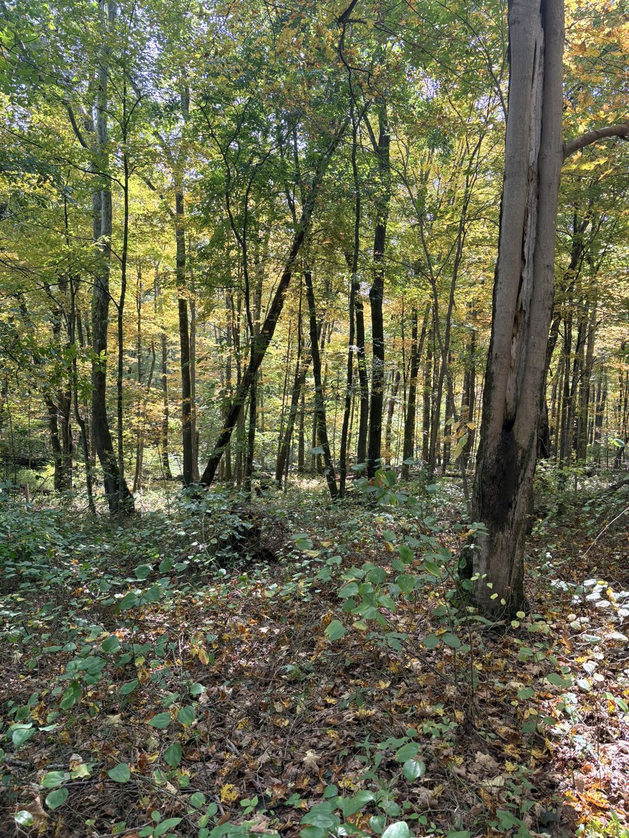 LSBofEBB's tweet photo. Bits of Fall color here & there. A walk in a local trail today.
#massachusetts #iphonepic #inthewoods #nature #fallcolors https://t.co/XjUXPF96mj
