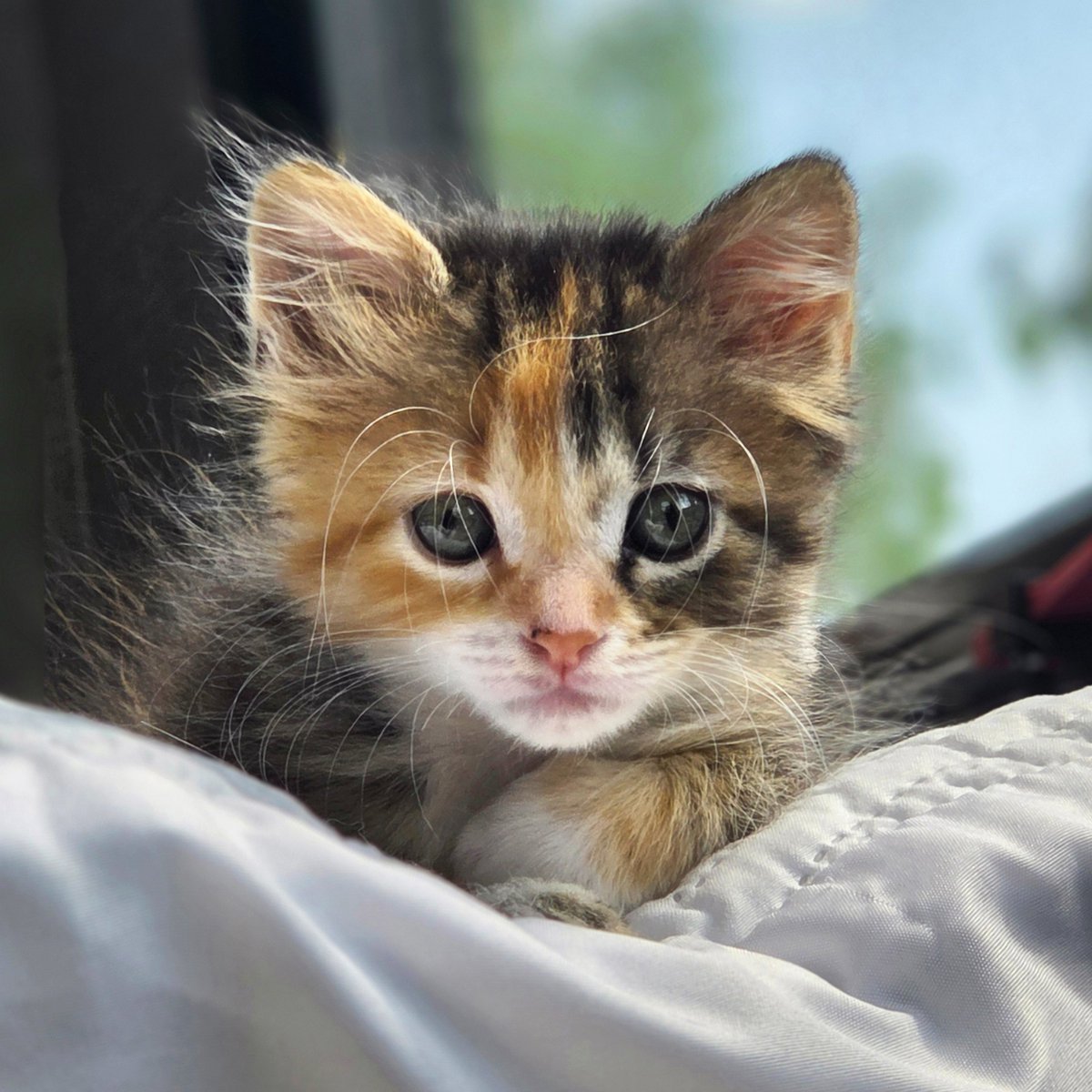 ModernCatMag's tweet photo. Friday is better with a little kitten cuteness! 🐱💕

📸: Penny and her human, Janine!⁠ https://t.co/kI2OmVSCQe