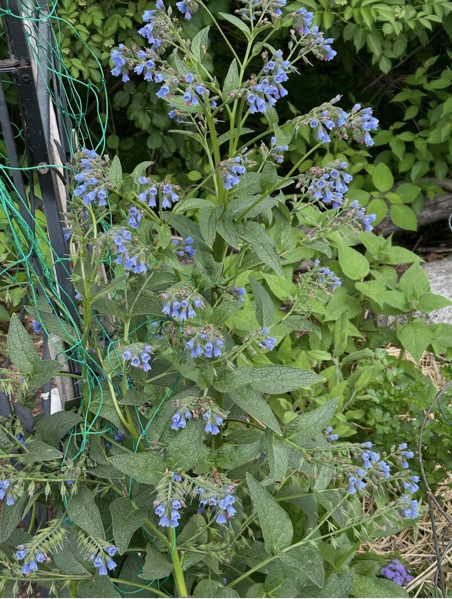 Peachmatcha1's tweet photo. Cleared up a bit :) #comfrey https://t.co/mfXHgUIWvQ