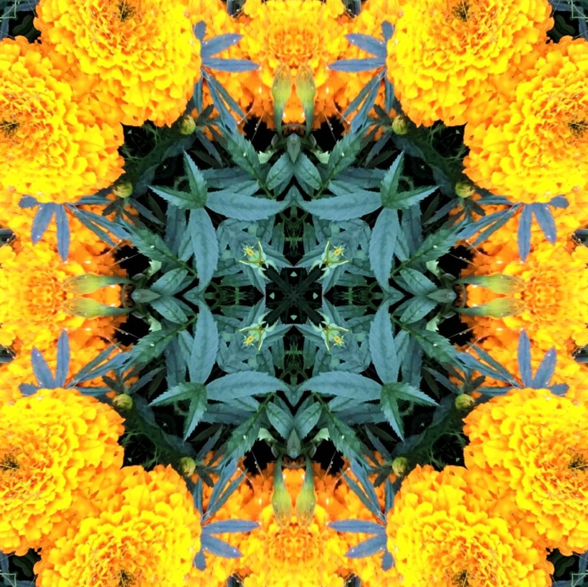 GoetterfunkenDE's tweet photo. From the art series „Götterfunken (Nature Mandalas)“

#Götterfunken #NatureMandalas #SparkOfTheGods #Art #Photography #DigitalArt #PureNature #Flowers #Plants #Meditation #Yoga #Peace #Freedom #InwardReflection #Sacred #Life #Creation #Gaia #PrimordialSource #Love #Iam https://t.co/dPOsHNrmUw