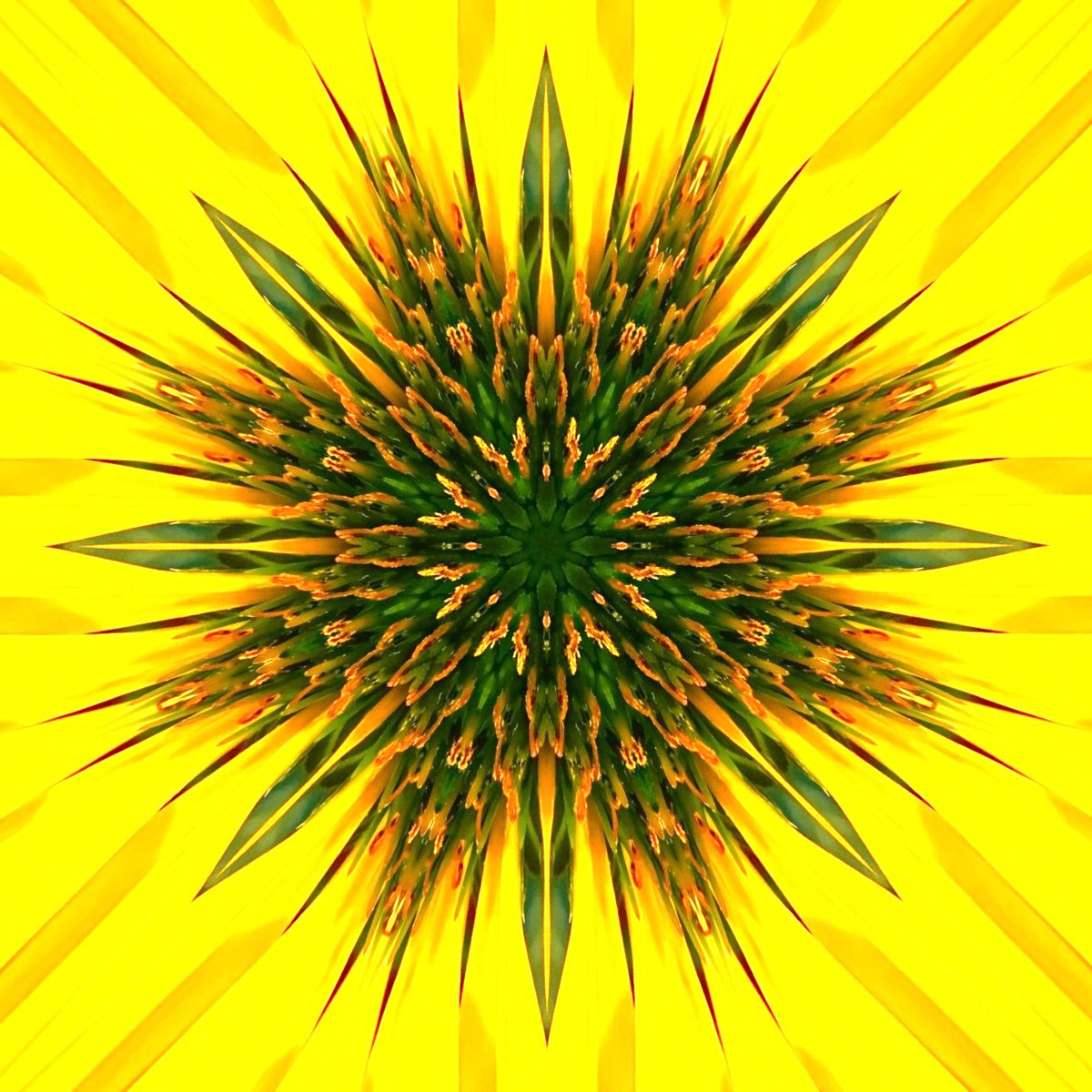 GoetterfunkenDE's tweet photo. From the art series „Götterfunken (Nature Mandalas)“

#Götterfunken #NatureMandalas #SparkOfTheGods #Art #Photography #DigitalArt #PureNature #Flowers #Plants #Meditation #Yoga #Peace #Freedom #InwardReflection #Sacred #Life #Creation #Gaia #PrimordialSource #Love #Iam https://t.co/othcKDrjFj