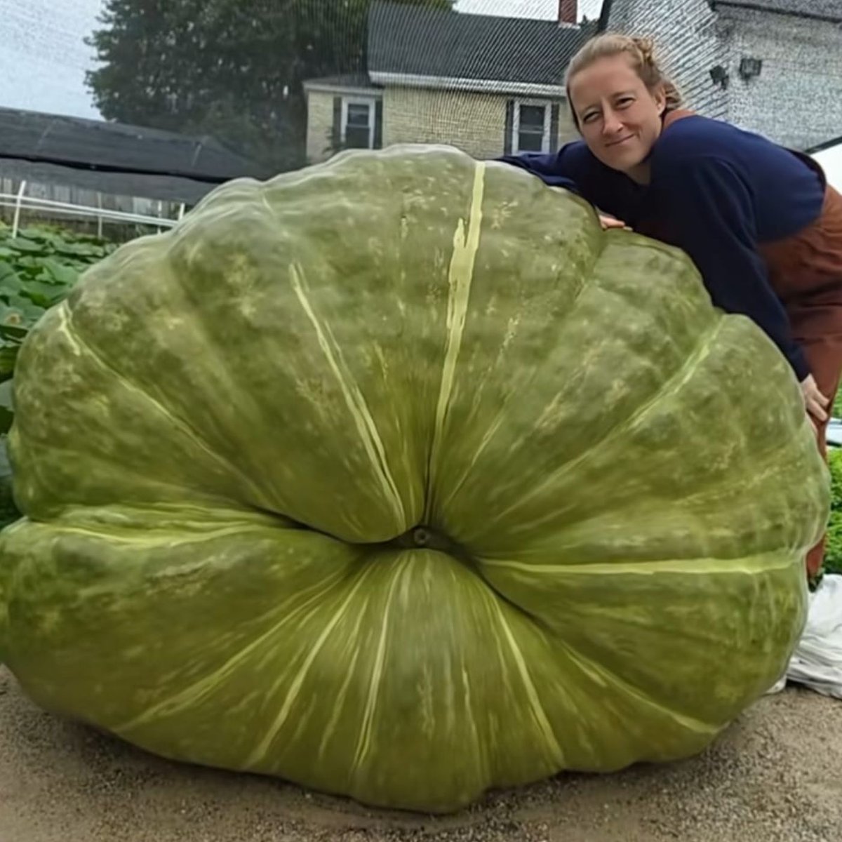 Dexerto's tweet photo. A TikToker has broken a North American record by growing a massive 170-pound zucchini named Secretariat

Fans watched Pumpkinista grow her marrow for months, with pumpkins War Admiral and Seabiscuit still to be weighed https://t.co/DQlfvpz4Gc