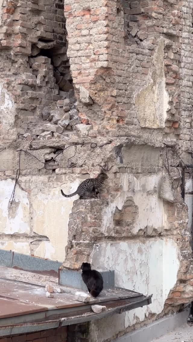 TUCHANI's tweet photo. Belgrade, the building of Radio Television of Serbia (RTS). These days, it has become a favorite spot for cats and pigeons. https://t.co/B4Bfx7RIIG