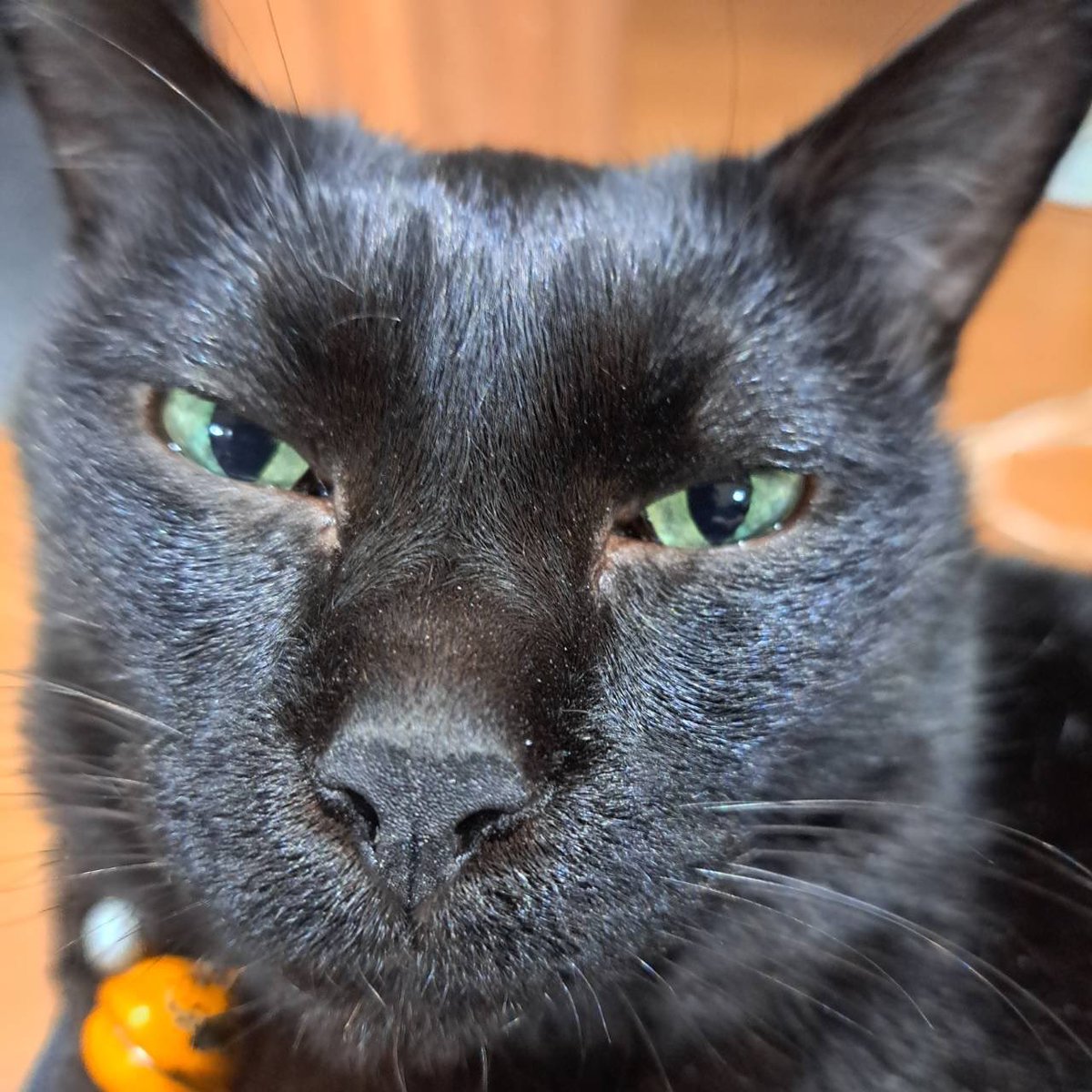 _tae0301_'s tweet photo. ジジニャン🐈‍⬛🐾
ボクも忘れないでニャー https://t.co/QiMSpTGbJX