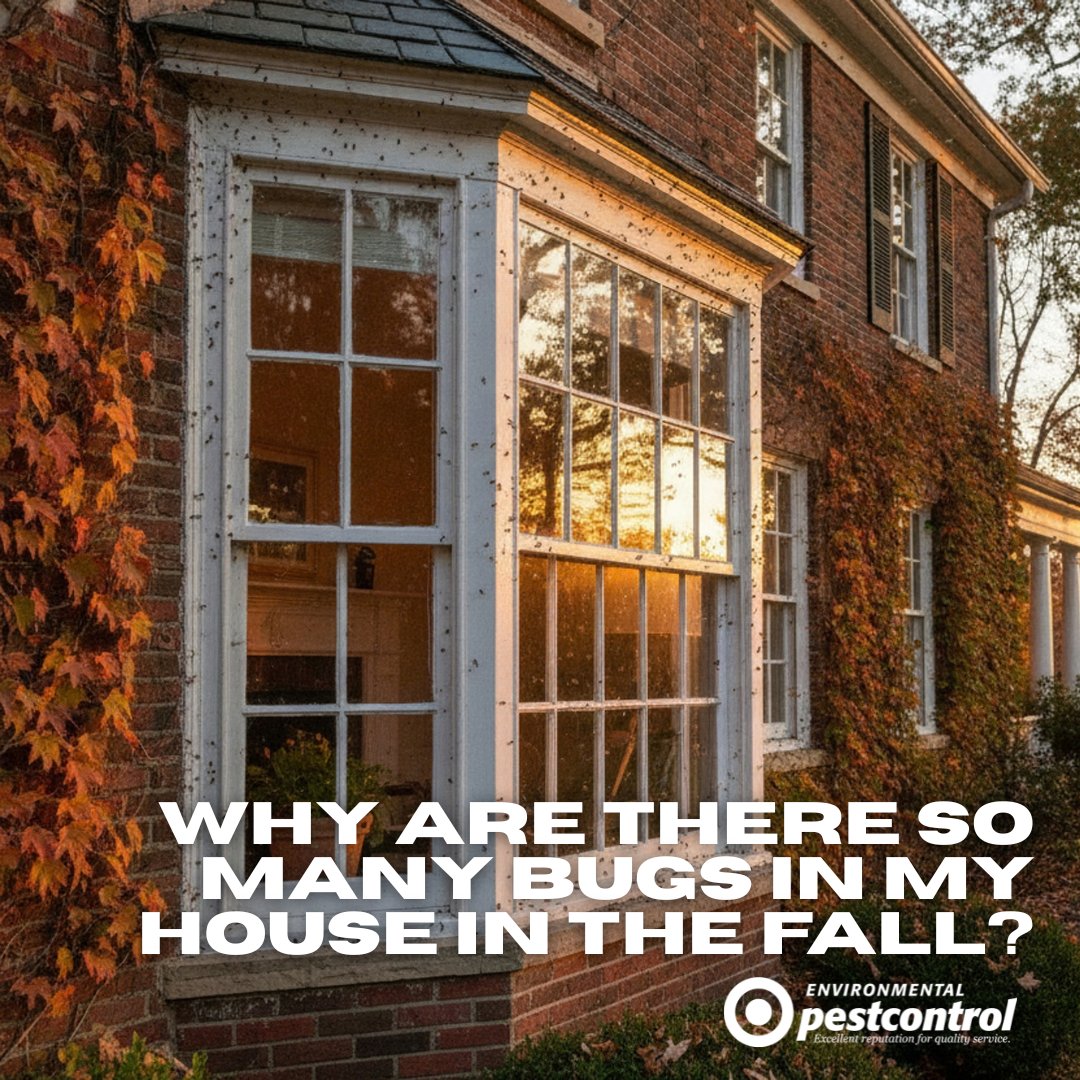 ENVPestControl's tweet photo. As temperatures start to cool down in Ontario, you may notice bugs have started showing up around your home. Why? Read our latest blog post: https://t.co/uBvYwU8ze9
#EnvironmentalPestControl #Fall #PestControlAdvice #FallPests https://t.co/P91AFqZYNS