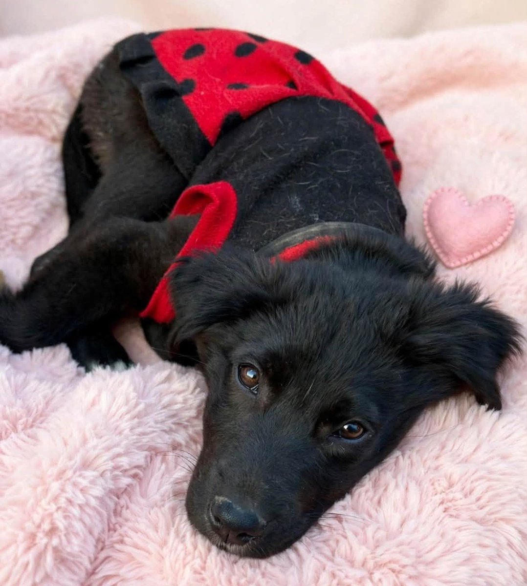 eltuitdemarsh's tweet photo. Fue rescatada por una familia con varias mascotas, las hembras adultas le pegan porque ella quiere jugar y necesitan entregarla en adopción. Tiene entre 3 a 4 meses. La llevan a cualquier lugar en Santiago. Si deseas darle un hogar, comunícate al +56946560310. Favor RT!
#Santiago https://t.co/6zR83Pz9SA
