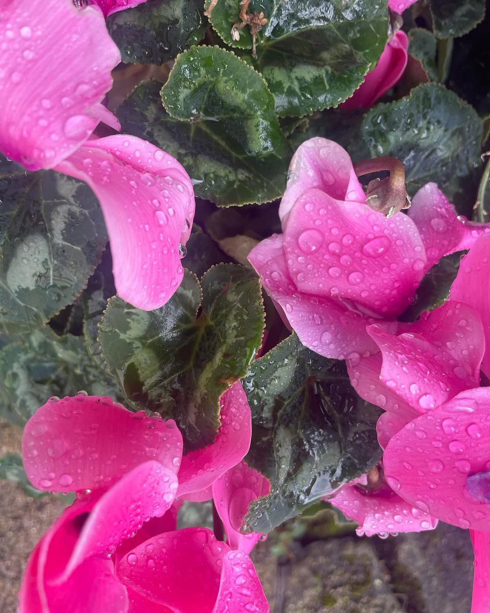 GayeMoore's tweet photo. October raindrops - apologies to #round6crew I havenโt posted in a while even though have been walking ๐ถโโ๏ธ#100daysofwalking #300daysofwalking https://t.co/adjsTbdsnr