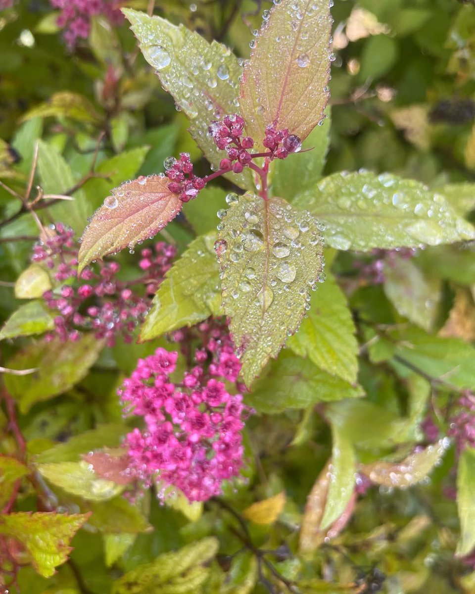 GayeMoore's tweet photo. October raindrops - apologies to #round6crew I havenโt posted in a while even though have been walking ๐ถโโ๏ธ#100daysofwalking #300daysofwalking https://t.co/adjsTbdsnr
