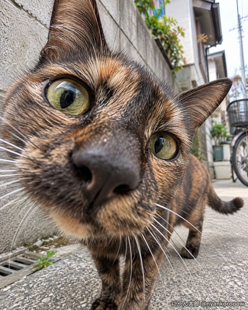 nyankorooow's tweet photo. 地域猫パトロール、本人確認が近い。 https://t.co/V7lvhth2zQ