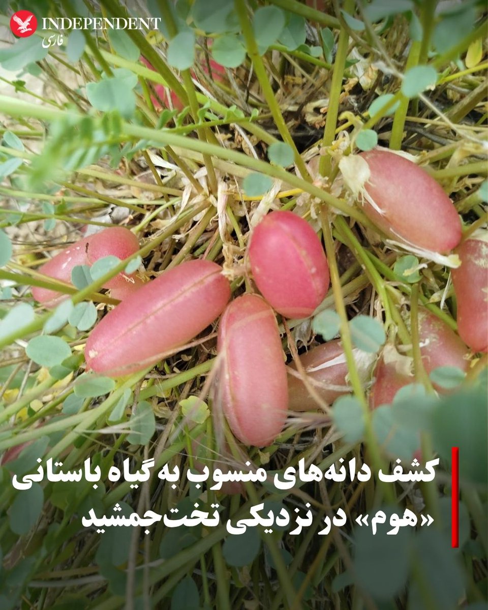 indypersian's tweet photo. در ارتفاعات پیرامون تخت جمشید، دانه‌هایی کوچک و لوبیایی‌شکل کشف شده‌اند که یکی از معماهای دیرینه درباره آیین‌های ایران کهن و گیاهان باستانی را در کانون توجه مضاعف قرار داده‌اند.

سایه رحیمی

https://t.co/WgKjRD7mHe https://t.co/98a6ntn885
