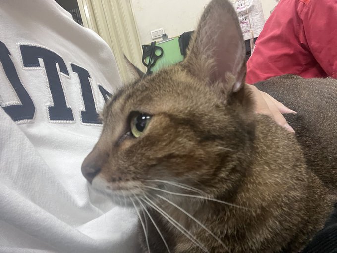 A close-up profile shot captures a brown tabby cat with prominent whiskers resting near someone wearing a white sweatshirt with 'USTA' visible.