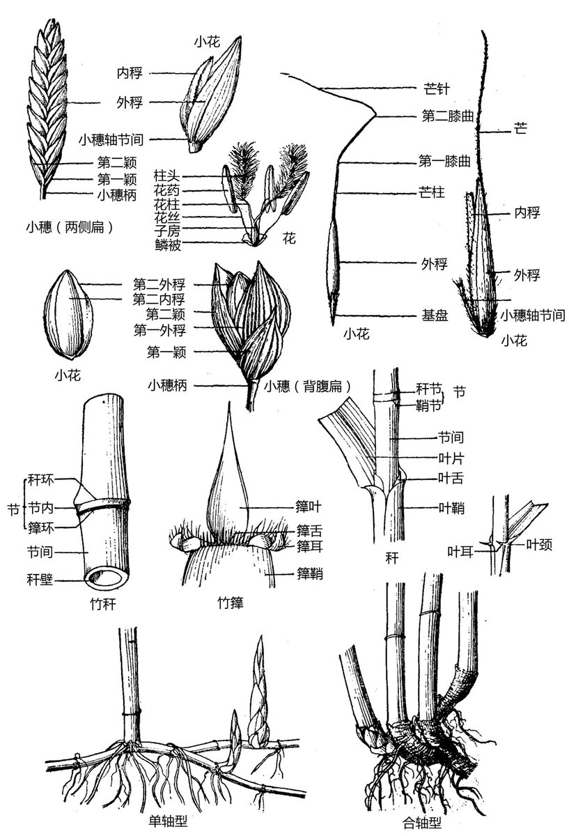 colle_pard__21c's tweet photo. When the final pole period arrives, talk about the story of the lip and manganese. https://t.co/qtru4K2ZBX