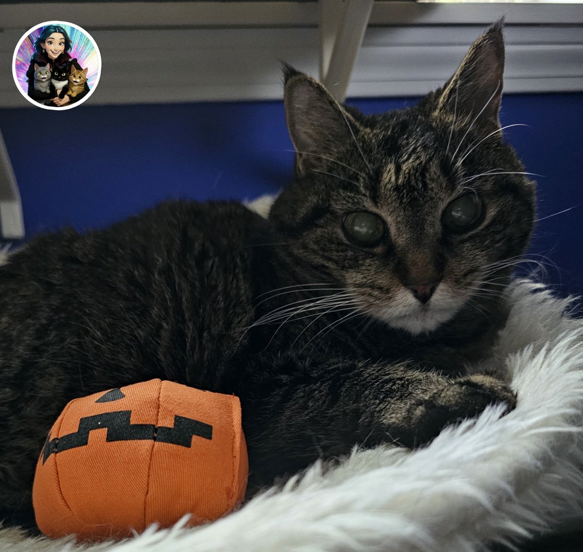 thatcrazycatmum's tweet photo. Happy Furriday! 😺 #thatcrazycatmum #cat #cats #catsofx #catsonx @catsofx @catsonx https://t.co/Ggrm7nmRAv