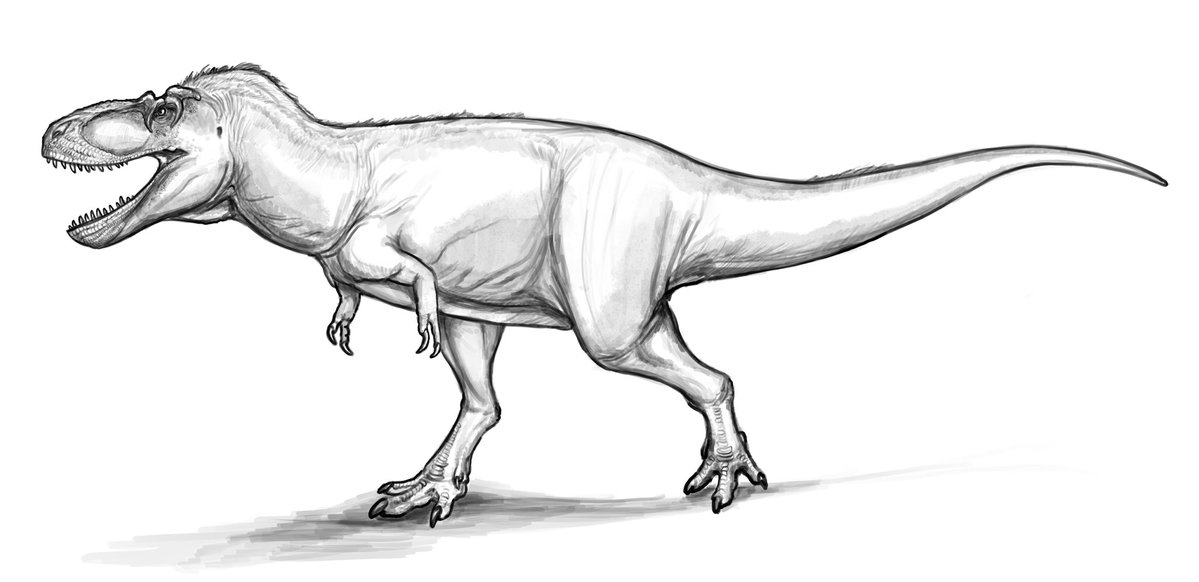 DTakeji's tweet photo. Tromerosaurus solumons sketch

#paleoart #dinosaur https://t.co/Lnm0BLaMH6