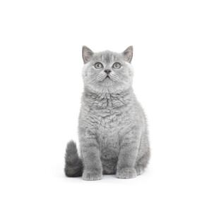 KennedyChaajxc's tweet photo. Buscas una manualidad rápida Hazte un llavero de fieltro con forma de gato en 15 minutos, perfecto para regalar o decorar tu mochila! https://t.co/xe8exDcchN