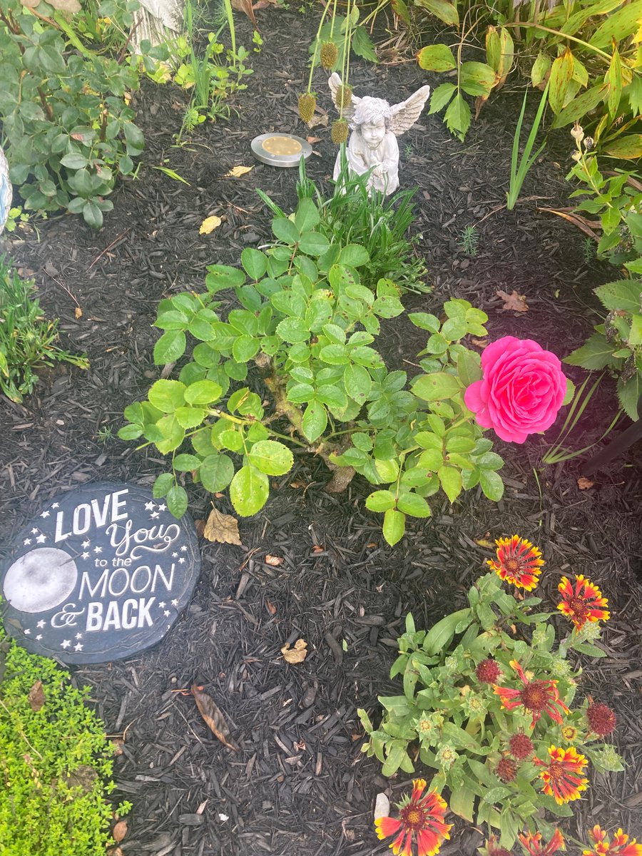 gr8fulgeo's tweet photo. “I Don’t Know it Must’ve Been the Roses” 🌹 Happy Flower Friday the sun is finally out after a deluge over last weekend and cloudy skies this week. This pink rose budded right after the rain ended. 💖
🌸🌹🌻🌷🪻🌺🌼
#FlowerFriday #Flowers #Rose
#FridayVibes #GratefulDead https://t.co/HMpGW5FpOP