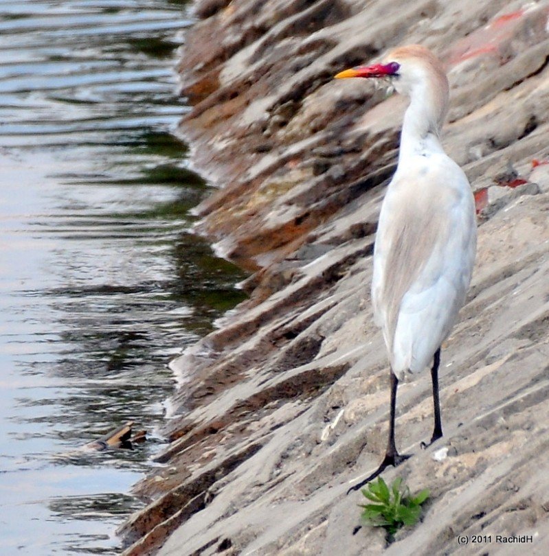 rachidH's tweet photo. #CattleEgret #Bubulcusibis #Bibis #Bubulcus #Héron #HéronGarde_boeufs #Cairo #Egypt #Nile #RiverNile #Ornithology
Rachid H shared a photo with you from the Flickr app! Check it out:
https://t.co/8FqIIZrSex https://t.co/rkudJbSrRp
