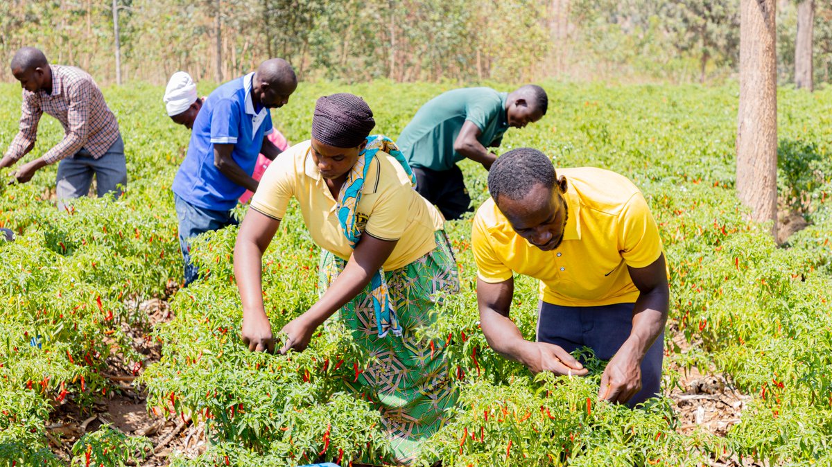 diharagirimana's tweet photo. CDAT PROJECT SUPPORT THEM WITH QUALITY SEEDS AND WERE CONNECTED TO RELIABLE BUYERS. NOW, THEIR INCOME HAS DOUBLED FIVE TIMES 

IZMGM Cooperative operates in Mareba Sector, Bugesera District, with 470 members, 282 women and 188 men. The cooperative manages agricultural activities across approximately 210 hectares, of which 40 hectares are dedicated to vegetable production.

The cooperative grows a range of vegetables, including chili on 15 hectares, tomatoes on 5 hectares, French beans on 2 hectares, as well as other vegetables.

Before receiving support from the Commercialization and De-Risking for Agricultural Transformation (CDAT) Project, IZMGM Cooperative faced several challenges that limited its productivity and profitability.

Farmers generally cultivated individually, with each member choosing what to grow. At times, they struggled to find buyers because they did not have reliable markets for their produce. As a result, some farmers were forced to sell at low prices or risk losing part of their harvest.

CDAT supported the cooperative through technical training, learning visits, access to quality seed, market linkages, training in organic fertilizer production, and improved crop management from planting through harvesting.

NTABANGANYIMANA Beather, President of IZMGM Cooperative, explains how the project helped farmers transition from individual production to collective farming and marketing.

“The CDAT Project provided us with training, learning visits and quality seed, and connected us with buyers. Previously, every cooperative member cultivated individually. CDAT helped us work together as a cooperative so that we could produce larger volumes, making it easier to access buyers.”

This collective approach has also contributed to a significant increase in the cooperative’s reported income.

“Before CDAT came, the cooperative generated no more than RWF 5 million per season, partly because each member was selling individually. After coming together and working as a cooperative, we are now generating up to RWF 32 million. This has been supported by the buyer that CDAT helped us access, who purchases our produce at a better price.”

The improvement has also been noticed by buyers.
Samuel NSHIMIYIMANA, an employee of a company that purchases chili from IZMGM Cooperative, explains the difference he observed before and after the cooperative began working with CDAT.

“Before CDAT started working with this cooperative, they were using a chili variety that was not well suited to the market and did not produce high yields. Some farmers would also use seed from different sources without knowing its quality. After CDAT came, they provided quality seed that produces better yields and is well accepted by the market.”

This highlights the importance of linking quality seed, production practices and market demand. Producing more is valuable when the crop also meets the requirements of buyers and consumers.

For NDAHERANWA Gilbert, a farmer from Mareba Sector and a member of IZMGM Cooperative, improved knowledge, quality seed and market access have changed the scale of his chili farming.

“I had the opportunity to receive training from the CDAT Project. After the training, we were provided with quality seed that produces higher yields. When I started, I cultivated five ares and harvested about 50 kilograms. Later, I expanded my farm, and I am now cultivating 12 ares, from which I harvest around 200 kilograms.”

For Gilbert, having a reliable market has been just as important as increasing production.

“Previously, I would harvest my produce and struggle to find someone to buy it. When I found a buyer, I often had to sell at a low price, which reduced my profit. Today, I appreciate the support from CDAT because I have access to a market. My produce no longer goes to waste, and I am able to sell it at a better price.”

The income generated from chili farming has enabled him to invest beyond crop production.

“Through the income I have earned from chili farming, I have been able to start some livestock farming, including pigs, chickens and goats. I have also renovated my house using income generated from chili production.”

The experience of IZMGM Cooperative demonstrates how collective action, quality inputs, technical knowledge and reliable markets can contribute to agricultural commercialization.

The cooperative’s journey has moved from farmers producing individually and struggling to find buyers toward a model where members work collectively, produce marketable volumes, access quality seed and connect with buyers.

For farmers like Gilbert, this transformation is not only reflected in kilograms of chili harvested, it is reflected in livestock investments, improved housing and greater economic opportunities for farming households.

IZMGM’s story shows that when farmers organize, improve their production practices and connect to reliable markets, agriculture can become a stronger pathway to income generation and rural development.

#CDATProject 

Cc;
@RwandaAgri 
@RwandaAgriBoard 
@SRwamulangwa
@umflora 
@T_Ndabamenye  
@solangeuwituze 
@WorldBankGroup 
@GAFSPfund 
@MRugamba
@MutangwaSarah 
@HITIMANAJean 
@EzraByiringiro