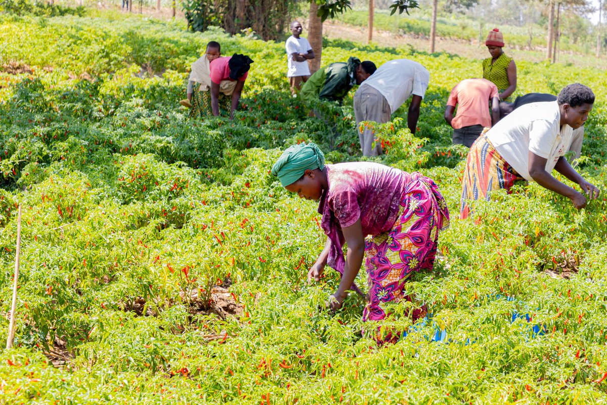 diharagirimana's tweet photo. CDAT PROJECT SUPPORT THEM WITH QUALITY SEEDS AND WERE CONNECTED TO RELIABLE BUYERS. NOW, THEIR INCOME HAS DOUBLED FIVE TIMES 

IZMGM Cooperative operates in Mareba Sector, Bugesera District, with 470 members, 282 women and 188 men. The cooperative manages agricultural activities across approximately 210 hectares, of which 40 hectares are dedicated to vegetable production.

The cooperative grows a range of vegetables, including chili on 15 hectares, tomatoes on 5 hectares, French beans on 2 hectares, as well as other vegetables.

Before receiving support from the Commercialization and De-Risking for Agricultural Transformation (CDAT) Project, IZMGM Cooperative faced several challenges that limited its productivity and profitability.

Farmers generally cultivated individually, with each member choosing what to grow. At times, they struggled to find buyers because they did not have reliable markets for their produce. As a result, some farmers were forced to sell at low prices or risk losing part of their harvest.

CDAT supported the cooperative through technical training, learning visits, access to quality seed, market linkages, training in organic fertilizer production, and improved crop management from planting through harvesting.

NTABANGANYIMANA Beather, President of IZMGM Cooperative, explains how the project helped farmers transition from individual production to collective farming and marketing.

“The CDAT Project provided us with training, learning visits and quality seed, and connected us with buyers. Previously, every cooperative member cultivated individually. CDAT helped us work together as a cooperative so that we could produce larger volumes, making it easier to access buyers.”

This collective approach has also contributed to a significant increase in the cooperative’s reported income.

“Before CDAT came, the cooperative generated no more than RWF 5 million per season, partly because each member was selling individually. After coming together and working as a cooperative, we are now generating up to RWF 32 million. This has been supported by the buyer that CDAT helped us access, who purchases our produce at a better price.”

The improvement has also been noticed by buyers.
Samuel NSHIMIYIMANA, an employee of a company that purchases chili from IZMGM Cooperative, explains the difference he observed before and after the cooperative began working with CDAT.

“Before CDAT started working with this cooperative, they were using a chili variety that was not well suited to the market and did not produce high yields. Some farmers would also use seed from different sources without knowing its quality. After CDAT came, they provided quality seed that produces better yields and is well accepted by the market.”

This highlights the importance of linking quality seed, production practices and market demand. Producing more is valuable when the crop also meets the requirements of buyers and consumers.

For NDAHERANWA Gilbert, a farmer from Mareba Sector and a member of IZMGM Cooperative, improved knowledge, quality seed and market access have changed the scale of his chili farming.

“I had the opportunity to receive training from the CDAT Project. After the training, we were provided with quality seed that produces higher yields. When I started, I cultivated five ares and harvested about 50 kilograms. Later, I expanded my farm, and I am now cultivating 12 ares, from which I harvest around 200 kilograms.”

For Gilbert, having a reliable market has been just as important as increasing production.

“Previously, I would harvest my produce and struggle to find someone to buy it. When I found a buyer, I often had to sell at a low price, which reduced my profit. Today, I appreciate the support from CDAT because I have access to a market. My produce no longer goes to waste, and I am able to sell it at a better price.”

The income generated from chili farming has enabled him to invest beyond crop production.

“Through the income I have earned from chili farming, I have been able to start some livestock farming, including pigs, chickens and goats. I have also renovated my house using income generated from chili production.”

The experience of IZMGM Cooperative demonstrates how collective action, quality inputs, technical knowledge and reliable markets can contribute to agricultural commercialization.

The cooperative’s journey has moved from farmers producing individually and struggling to find buyers toward a model where members work collectively, produce marketable volumes, access quality seed and connect with buyers.

For farmers like Gilbert, this transformation is not only reflected in kilograms of chili harvested, it is reflected in livestock investments, improved housing and greater economic opportunities for farming households.

IZMGM’s story shows that when farmers organize, improve their production practices and connect to reliable markets, agriculture can become a stronger pathway to income generation and rural development.

#CDATProject 

Cc;
@RwandaAgri 
@RwandaAgriBoard 
@SRwamulangwa
@umflora 
@T_Ndabamenye  
@solangeuwituze 
@WorldBankGroup 
@GAFSPfund 
@MRugamba
@MutangwaSarah 
@HITIMANAJean 
@EzraByiringiro