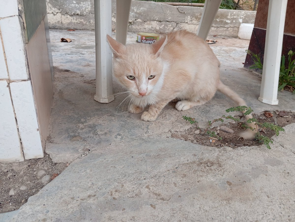 Solopar53137293's tweet photo. #Acollida #urgent o adopció solidària per Miquel. Aquest gatet va aparèixer fa 2 setmanes en una colònia de #Balaguer amb problemes bucals. És positiu a Immuno. Necessitem una acollida per la zona de #Lleida És un gatet abandonat i no pot tornar al carrer WhatsApp ☎️ 614 076 600 https://t.co/n5ymBHgDtf