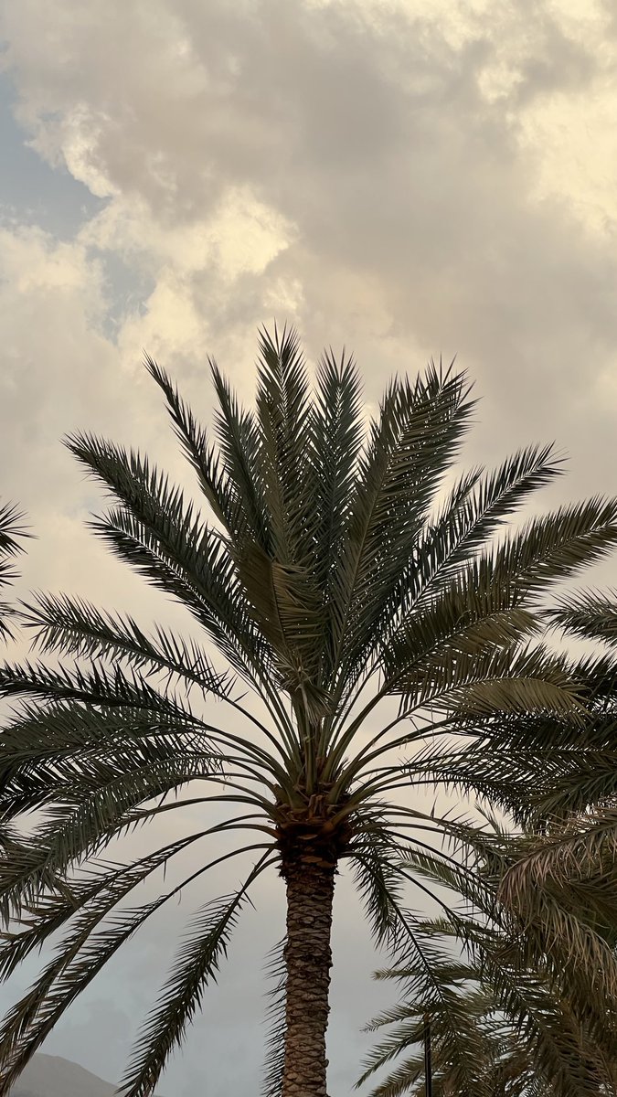 Yasu13_'s tweet photo. 🌴 https://t.co/IbzKuU1sU0