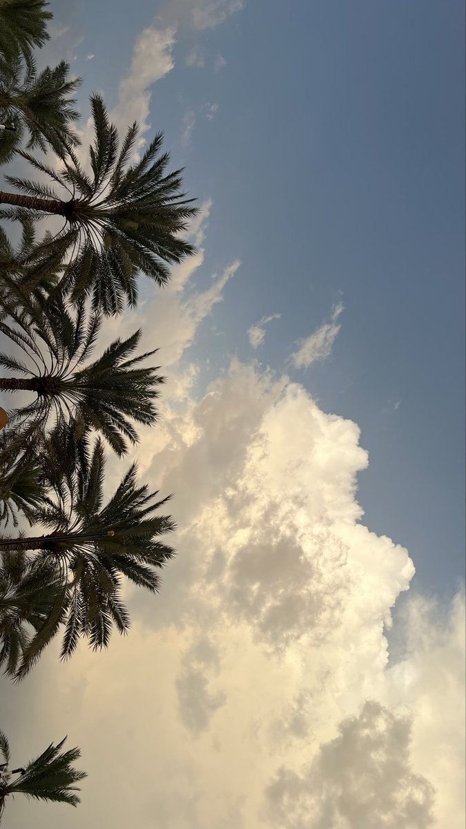 Yasu13_'s tweet photo. 🌴 https://t.co/IbzKuU1sU0