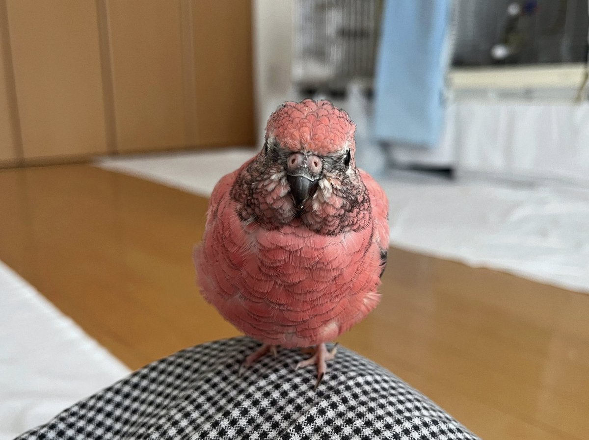 soymendez3's tweet photo. 🚨🚨イーロン：「我々が明らかにした最大の詐欺の穴の一つは…政府がいわゆる非営利団体にお金を渡すことができるということだ…それから彼らは自分たちに…途方もない給料を支払い、経費をすべて使い込み、ジェット機や家を買う…納税者の金で…これが大規模に起こっている。」 https://t.co/r5y97jnlSd