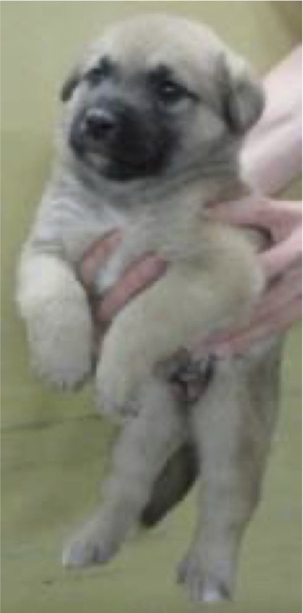 NoCulling's tweet photo. 🟦香川県中讃保健所収容情報🟦
管理番号2630255
1〜2ヶ月の男の子が収容されました
まだお母さんのそばにいてもおかしくない小さな命です😢
香川では今日も子犬が収容されています
命が生まれ続ける一方で、その先にある受け皿は限られています
残酷な現実です😭

掲載期限10月7日 https://t.co/LpHFUyMlVP
