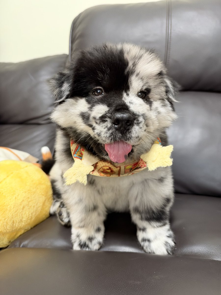liciacheong's tweet photo. my friend's chowchow puppies!!! (that are up for re-homing btw) THEY ARE SO LOVELY two month old pups SO CUDDLY https://t.co/cyxCWoZGGn