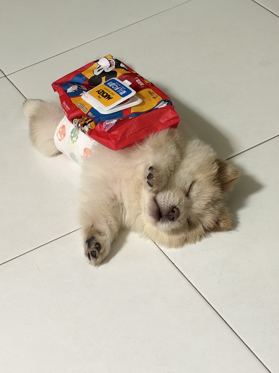 liciacheong's tweet photo. my friend's chowchow puppies!!! (that are up for re-homing btw) THEY ARE SO LOVELY two month old pups SO CUDDLY https://t.co/cyxCWoZGGn