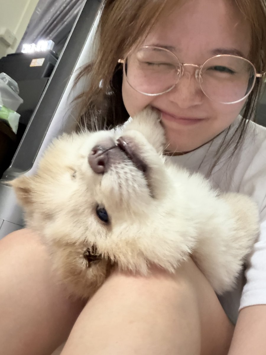 liciacheong's tweet photo. my friend's chowchow puppies!!! (that are up for re-homing btw) THEY ARE SO LOVELY two month old pups SO CUDDLY https://t.co/cyxCWoZGGn