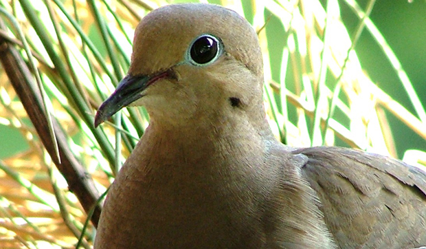 Vex_ation_'s tweet photo. Mourning doves crack me up because they look like they're constantly giving a tight-lipped awkward smile https://t.co/l3JTQnn5r0