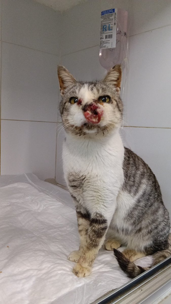redbicheraof's tweet photo. 🐾 Nos quedan $3.500 para saldar los gastos veterinarios de las primeras 24 hs de Simón.
Él ya salió de la veterinaria y está en tránsito, mientras se realizan todos los estudios que necesita. ❤️‍🩹
Necesitamos cerrar esta deuda para poder seguir ingresando otros animales que https://t.co/EHq9Zbv8dw