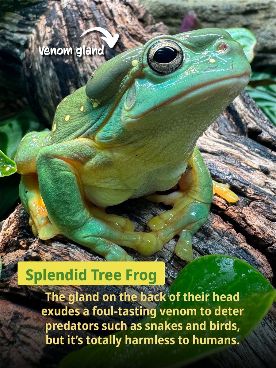 PerthZoo's tweet photo. We think frogs are seriously underrated 🐸 https://t.co/bDfty5AAdf