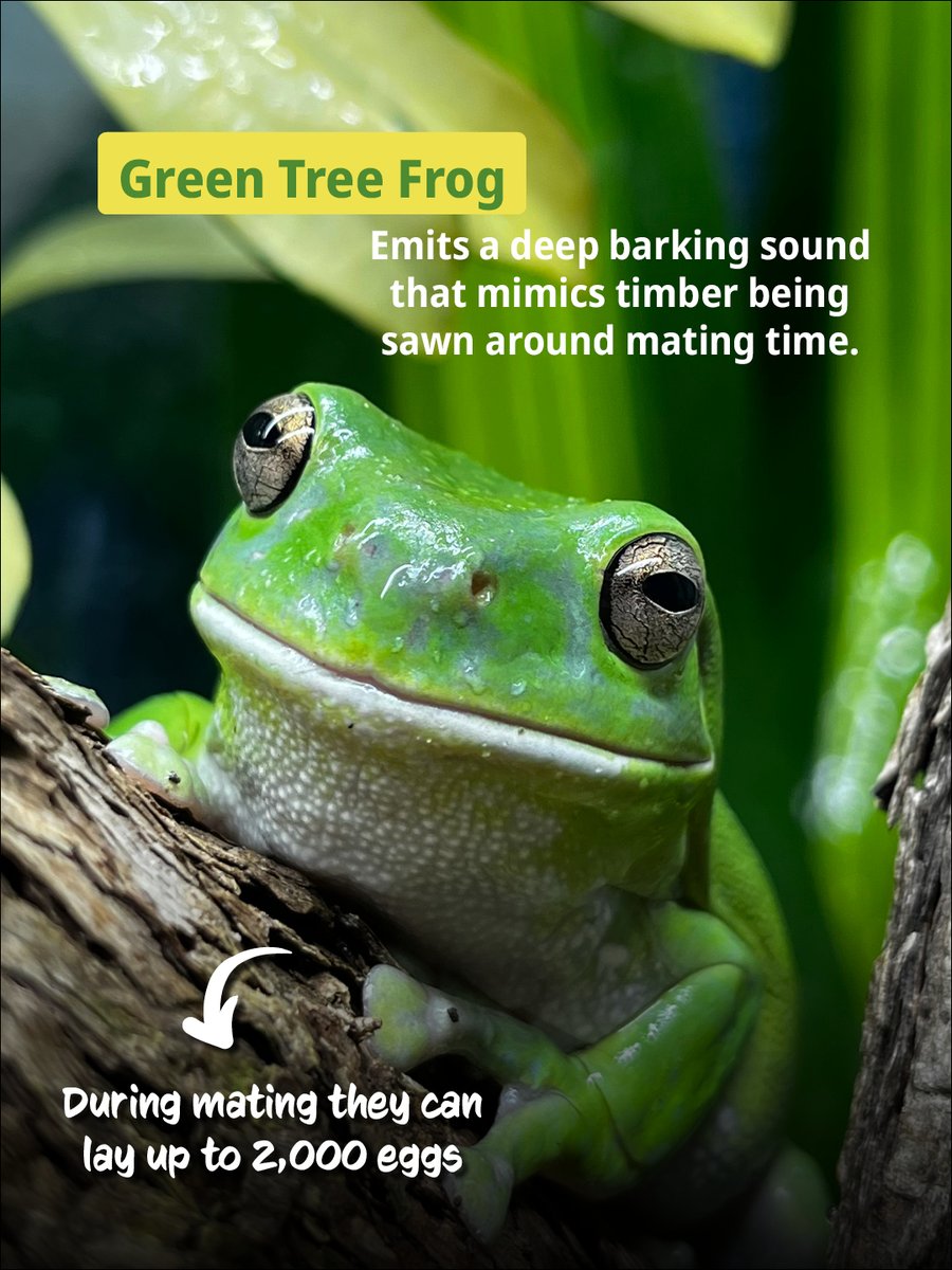 PerthZoo's tweet photo. We think frogs are seriously underrated 🐸 https://t.co/bDfty5AAdf