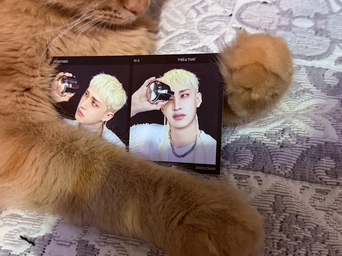 leeknow1sm's tweet photo. 🐺🐱

OUR GOLDEN ACE BANG CHAN
#스테이의_영원한_자부심_방찬
#BangChanEmpireOfTalent
#HappyBangChanDay https://t.co/Onxo62PJRX