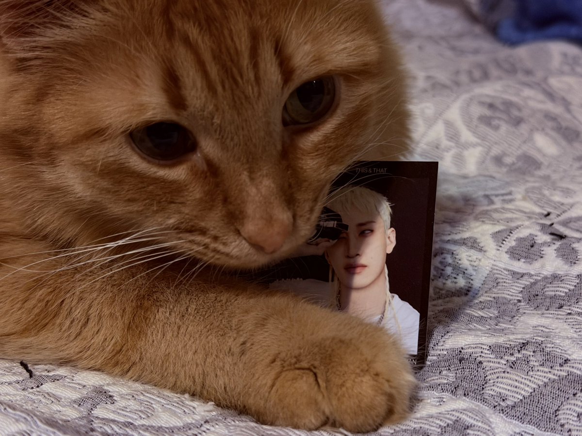 leeknow1sm's tweet photo. 🐺🐱

OUR GOLDEN ACE BANG CHAN
#스테이의_영원한_자부심_방찬
#BangChanEmpireOfTalent
#HappyBangChanDay https://t.co/Onxo62PJRX