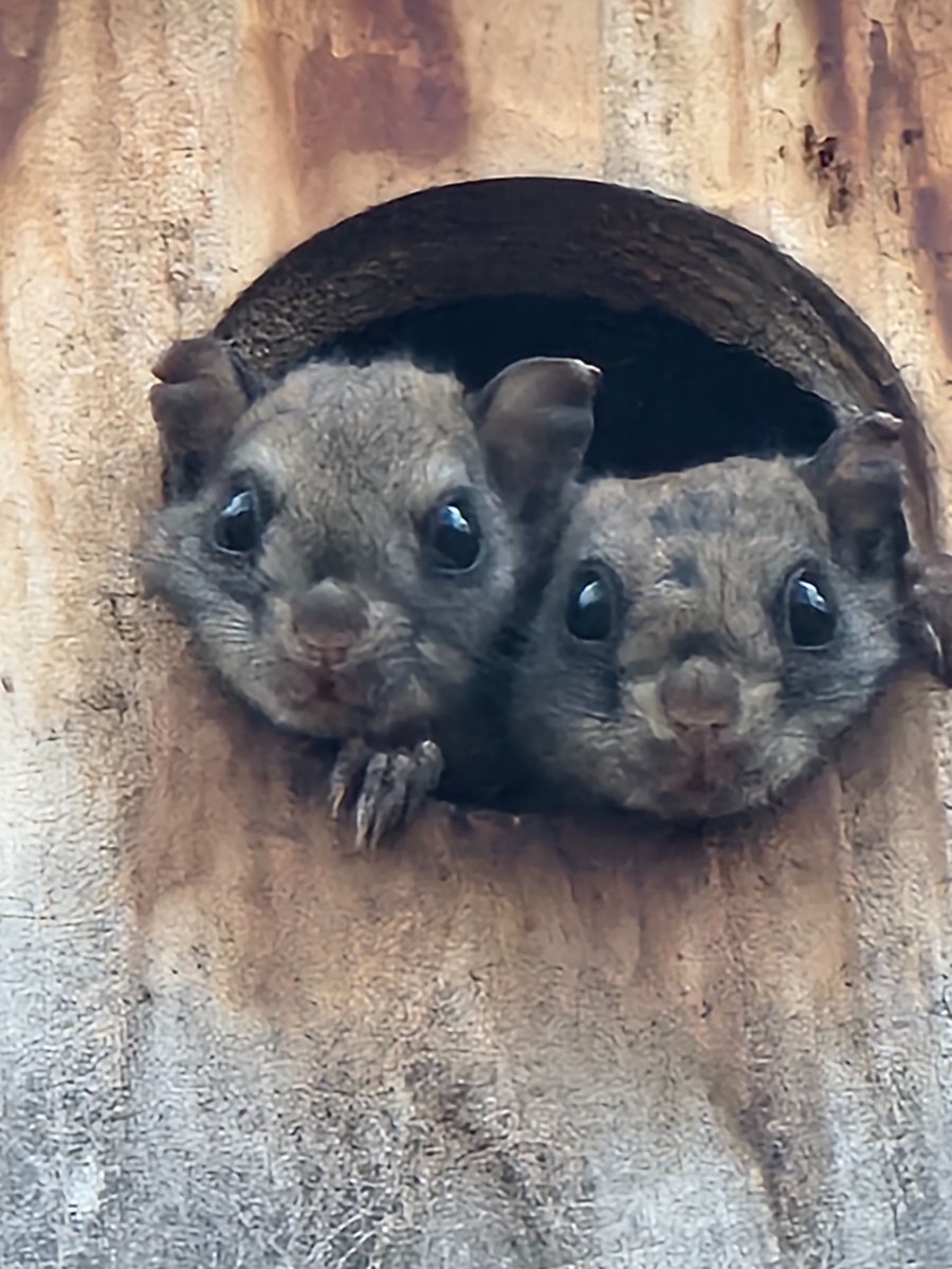 earthskyscience's tweet photo. Kris Hazelbaker in Grangeville, Idaho, took this adorable photo on Wednesday of two northern flying #squirrels. Awww! Thank you, Kris.
https://t.co/mPA2WGtGZB

Have a photo of your own to share? Submit them to us here!
https://t.co/sqEP46qI7v https://t.co/G3V4KZKalz