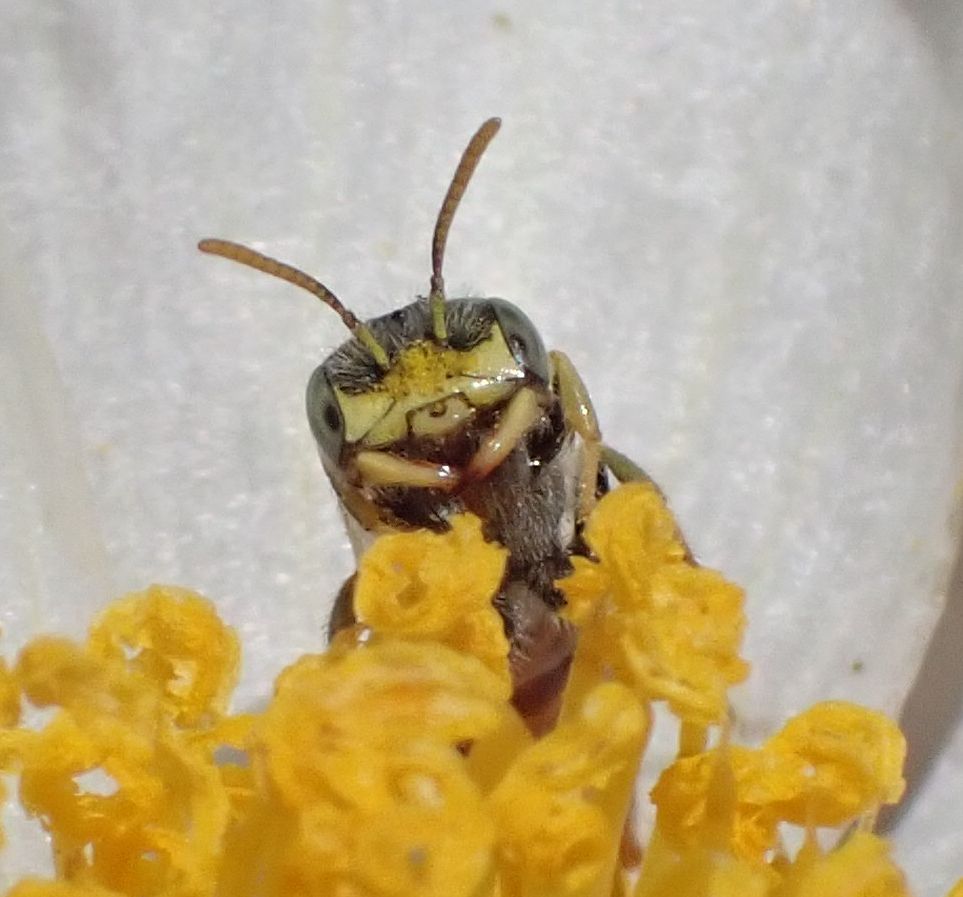 USFWS's tweet photo. Thankfully, with this discovery of six previously unknown population groups, the Mojave poppy bee will not need to be listed as threatened or endangered under the Endangered Species Act. 

USFWS photos: Corey Kallstrom https://t.co/SGTDQq3yGG