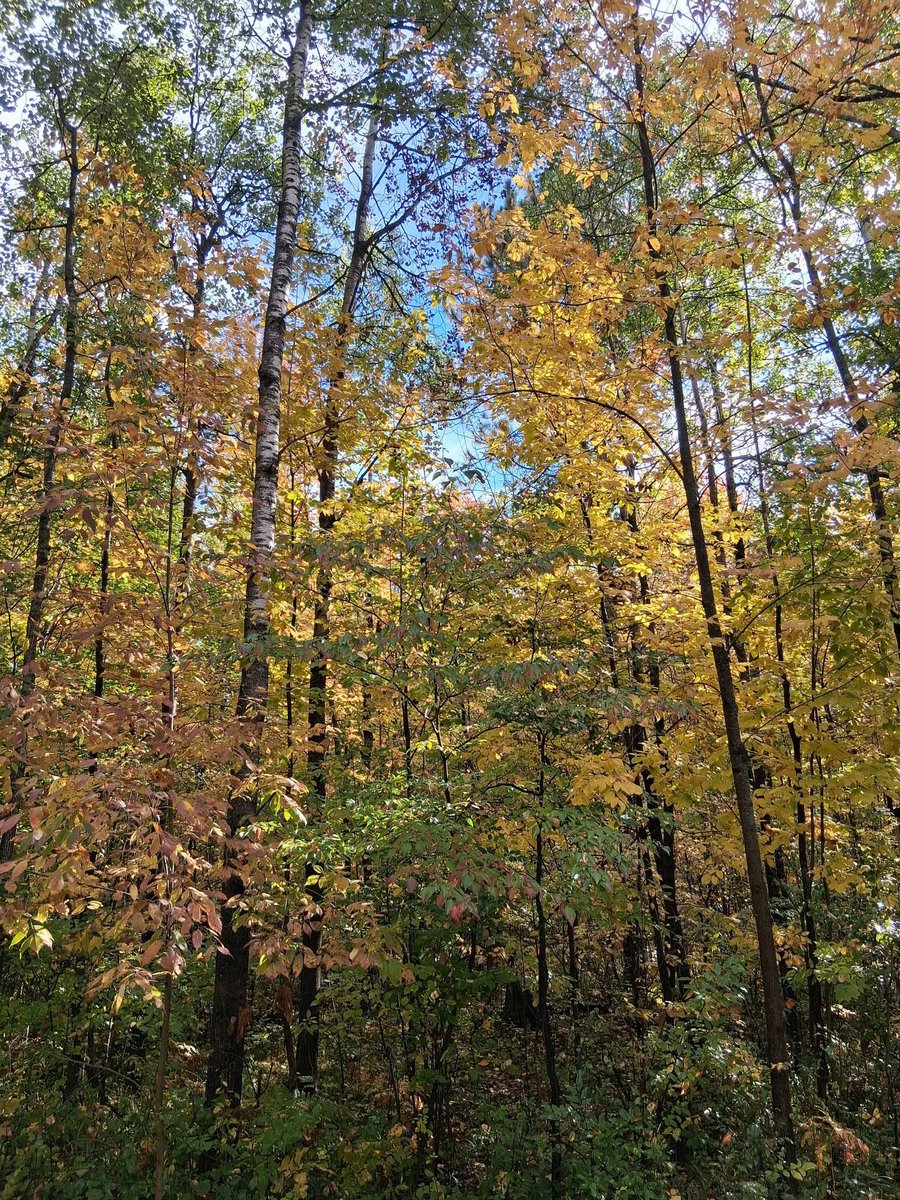 Danny369222's tweet photo. Taken by an old friend of mine in Northern Michigan. A couple of hours ago. https://t.co/zXm3CVZv6A