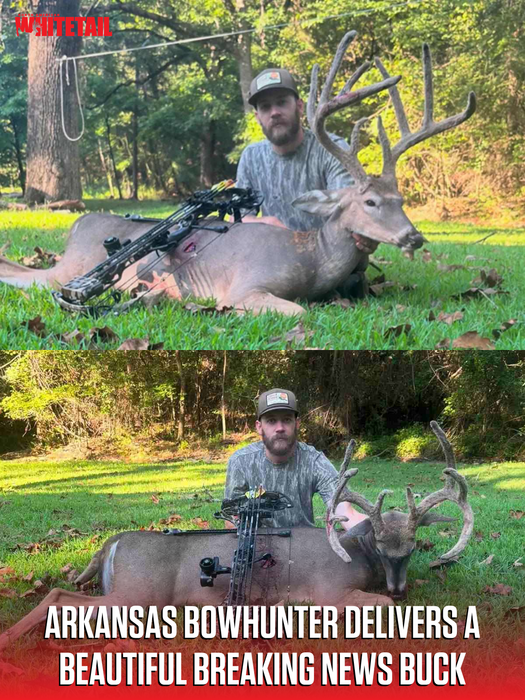 OUTDChannel's tweet photo. Arkansas is officially on the board! 🔥 This great typical 9-point is still packing 160 inches of velvet. What would a buck like this score where you hunt?

Full story via @NAWhitetail: https://t.co/Bnw5IK0gIc https://t.co/vdxOtM6eIR