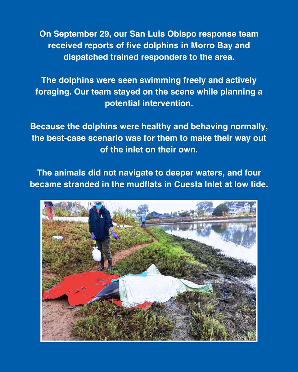 TMMC's tweet photo. An update on the common #dolphin stranding at Cuesta Inlet in #MorroBay.
We're grateful for our partners at Morro Bay Harbor Department, @californiadfw, @slosheriff, @MorroBayPD and the #LosOsos community whose support made these #rescues possible.
https://t.co/ybBPi8bzYC https://t.co/JlievjkmE2
