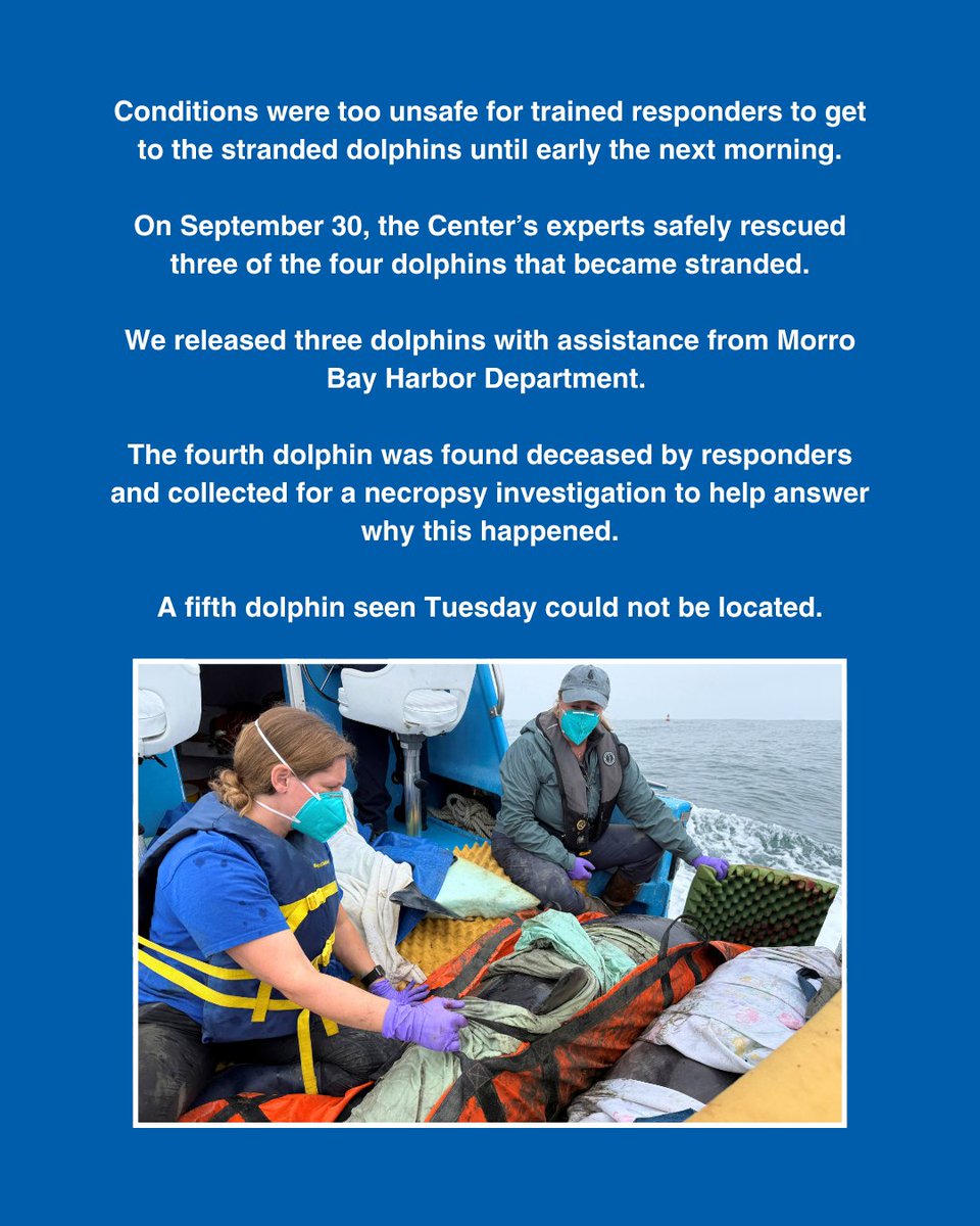 TMMC's tweet photo. An update on the common #dolphin stranding at Cuesta Inlet in #MorroBay.
We're grateful for our partners at Morro Bay Harbor Department, @californiadfw, @slosheriff, @MorroBayPD and the #LosOsos community whose support made these #rescues possible.
https://t.co/ybBPi8bzYC https://t.co/JlievjkmE2