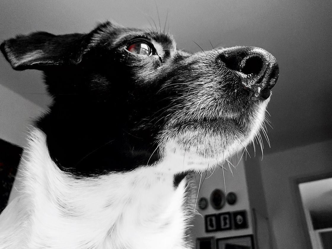 Picfair's tweet photo. 'Curious Pup Looking Up' by snappedupshottaken

📷: https://t.co/ATPNioueb6

#Picfair

_

Create your Picfair store today and join over 1,000,000 #Photographers selling their photos with their own website!
_

#photo #photooftheday https://t.co/14OOfD7TNo