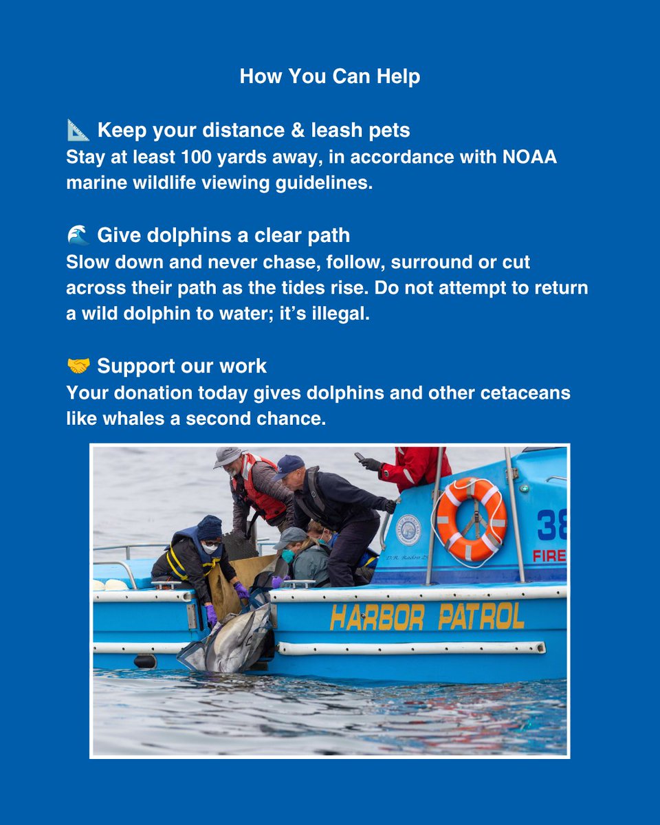 TMMC's tweet photo. An update on the common #dolphin stranding at Cuesta Inlet in #MorroBay.
We're grateful for our partners at Morro Bay Harbor Department, @californiadfw, @slosheriff, @MorroBayPD and the #LosOsos community whose support made these #rescues possible.
https://t.co/ybBPi8bzYC https://t.co/JlievjkmE2