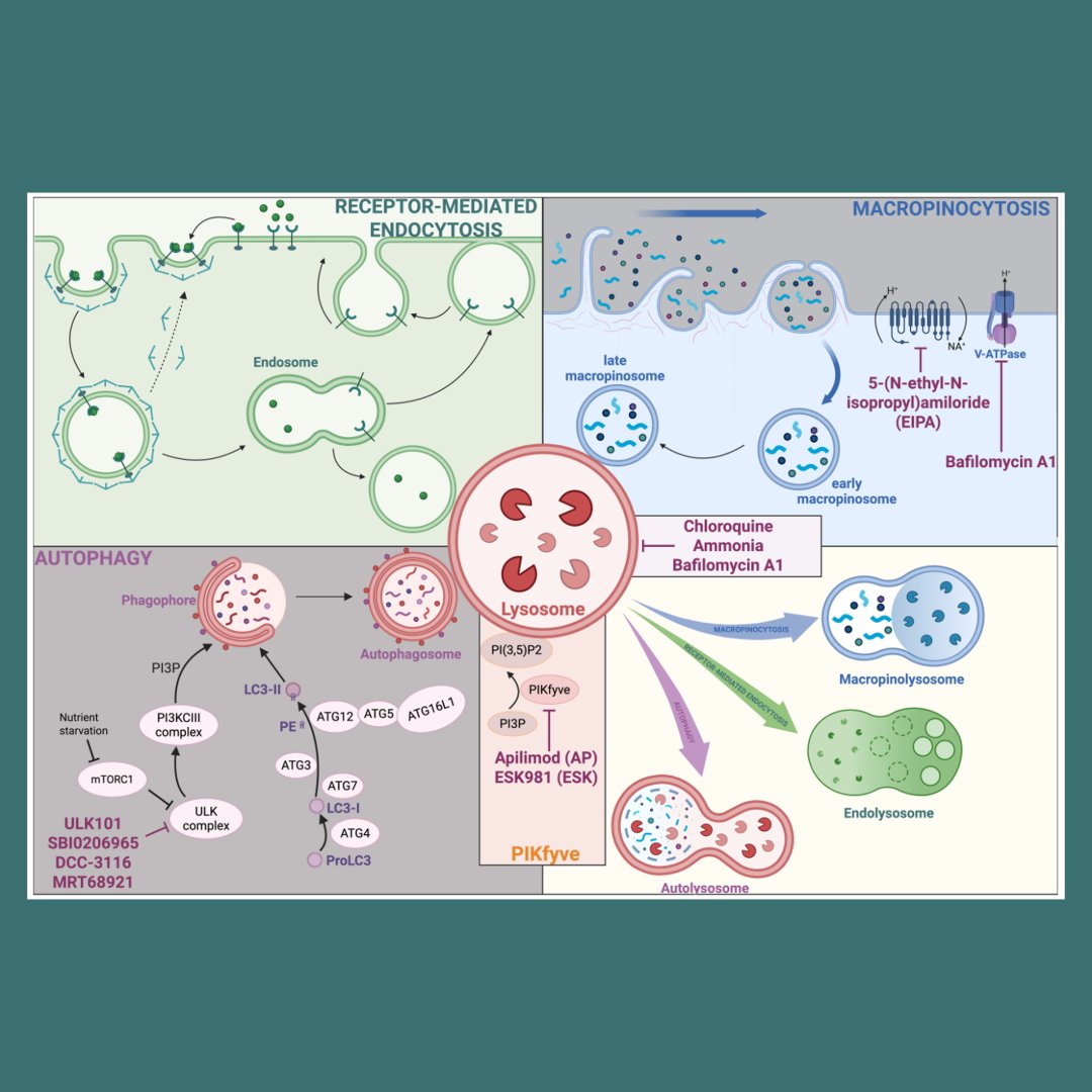 GenesDev's tweet photo. CANCER METABOLISM REVIEW: Lysosomal metabolism in pancreatic cancer and its crosstalk with host physiology
By Cheng et al. and Costas Lyssiotis
➡️ https://t.co/NewNEYsVP5

@DJCalebC @Chinnaiyanlab @LyssiotisLab
#pancreaticcancer #metabolism #lysosome https://t.co/YBJ9P92KPR