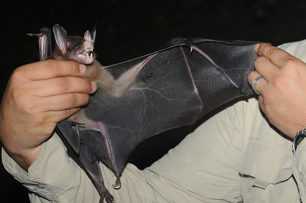 AntlersPotato's tweet photo. Something something spectral bat-taur(?) Claret

#claret #zzzeroㅤ https://t.co/WMKSet9uMF