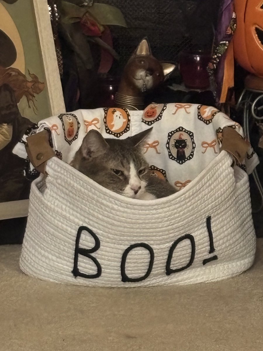 ilyhazzzard's tweet photo. Boo cat! https://t.co/W83vTw3G4L