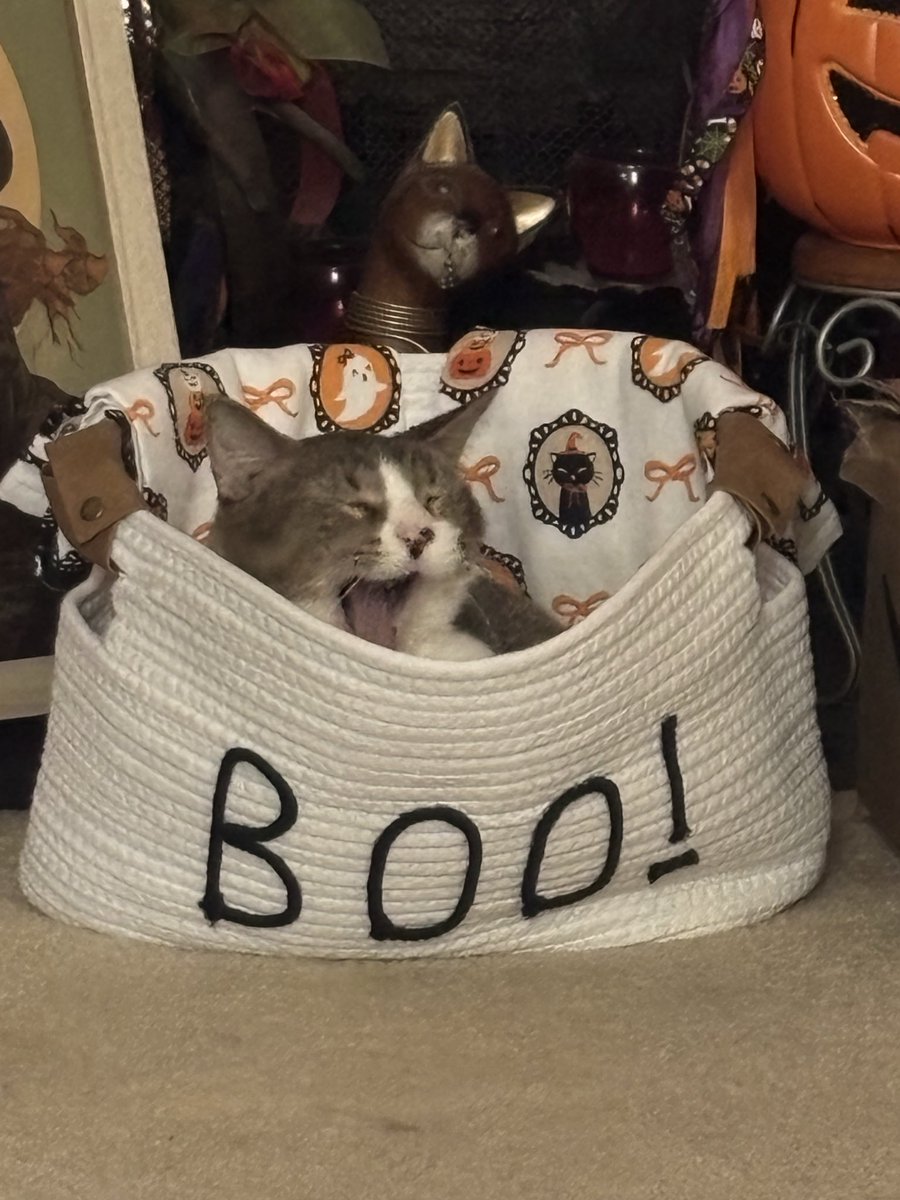 ilyhazzzard's tweet photo. Boo cat! https://t.co/W83vTw3G4L